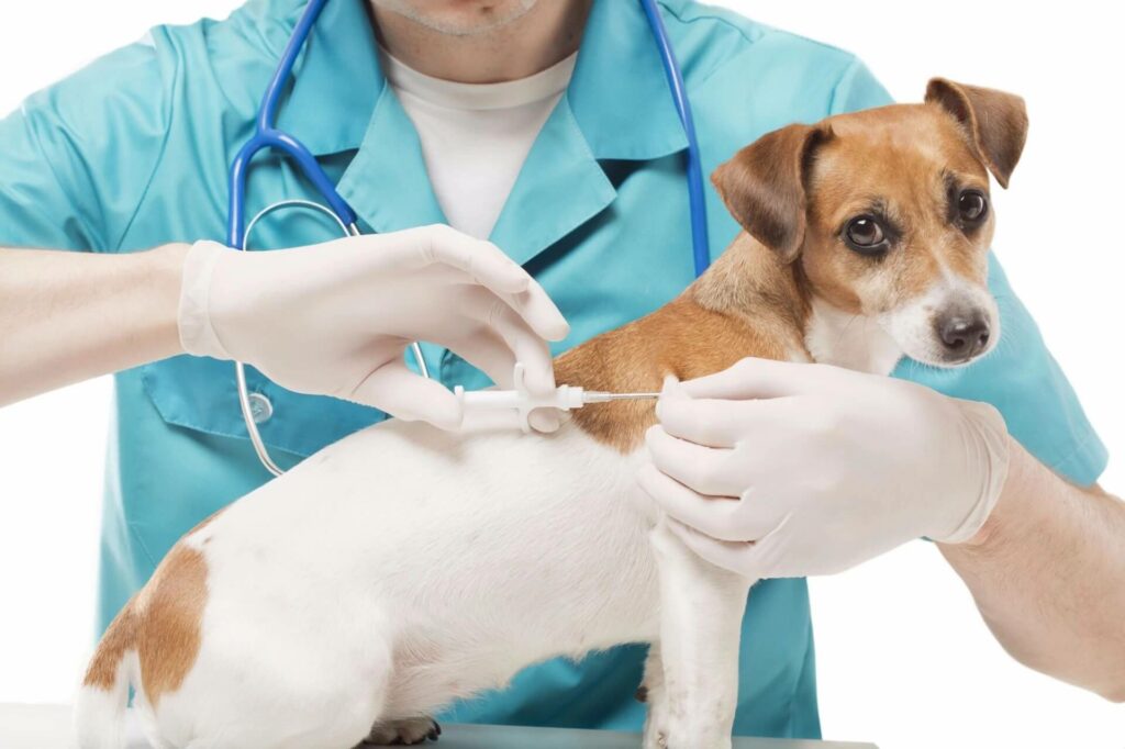 veterinario chip perro