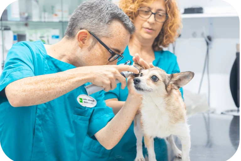oftalmología mascotas en Barri Llatí Centre Veterinari de Santa Coloma de Gramenet