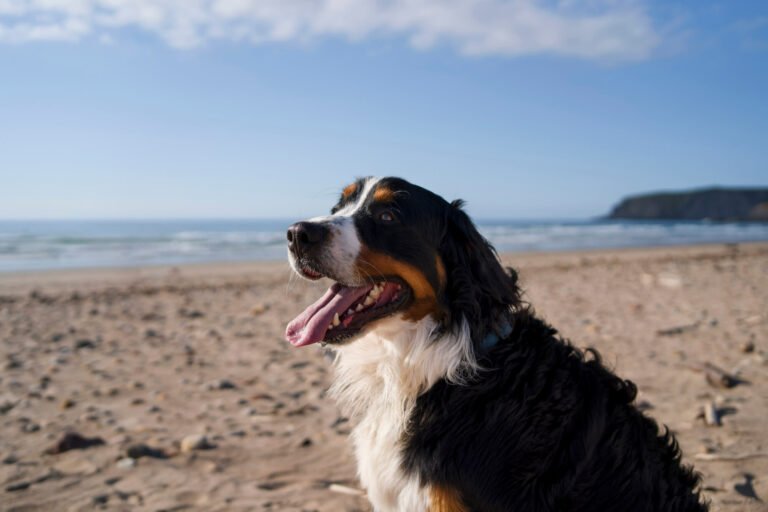 perro en la playa