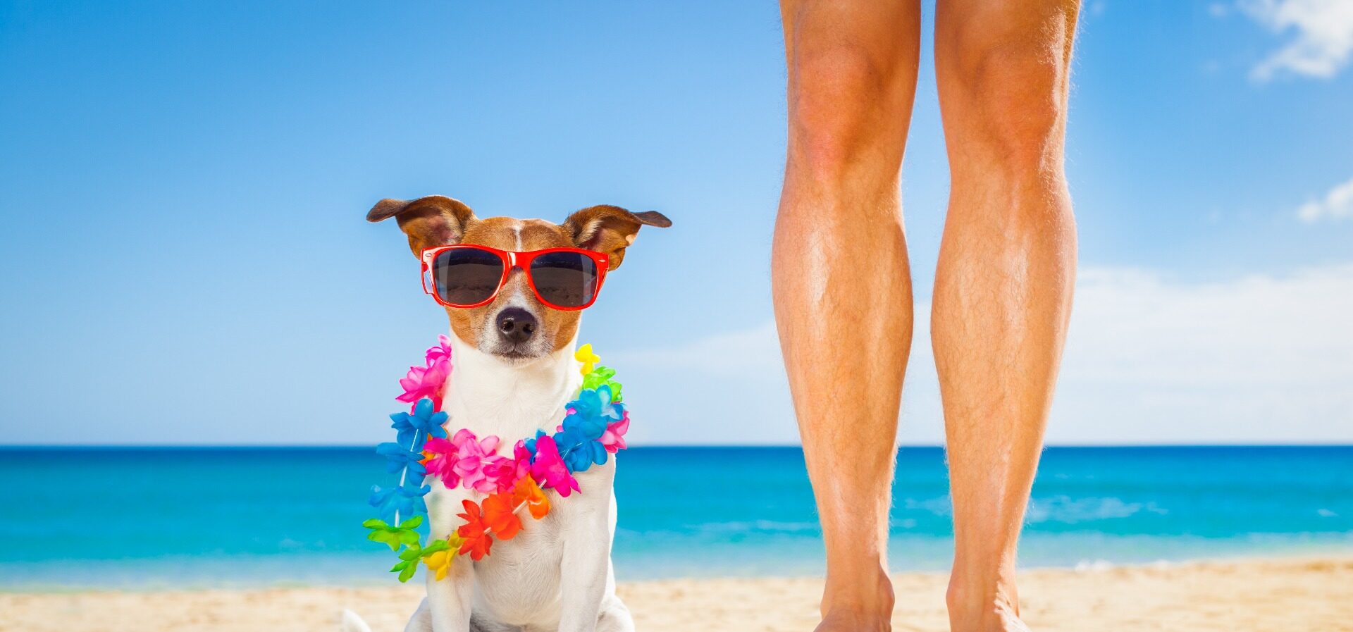 Te Damos 6 Consejos Para Disfrutar Con Tu Perro En La Playa (1 ...