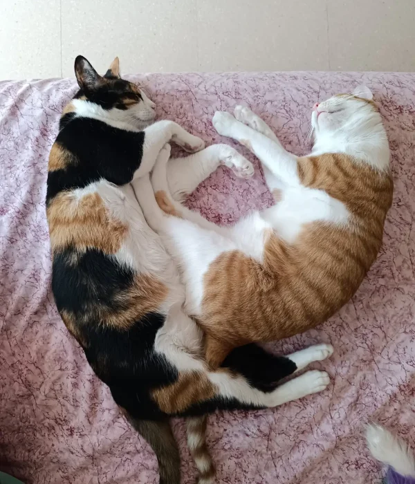 3 IRIS Y LEO - Susana Bordas