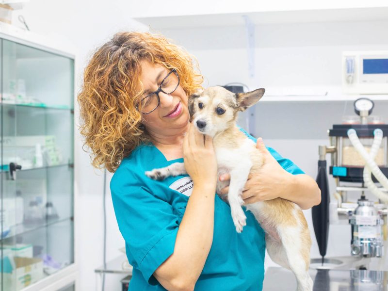 Frakmenta-barri atv del centre veterinari del barri llatí con perro