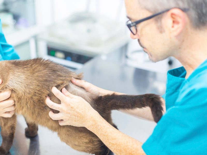 barri-llati-dermatologia dermatología mascotas en Barri Llatí Centre Veterinari de Santa Coloma de Gramenet