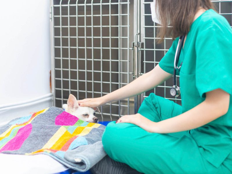 hospitalización mascotas en Barri Llatí Centre Veterinari de Santa Coloma de Gramenet
