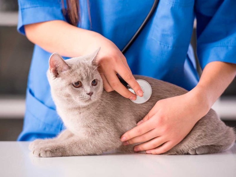 echamos-de-menos-gato-veterinario echamos-de-menos-gato-veterinario