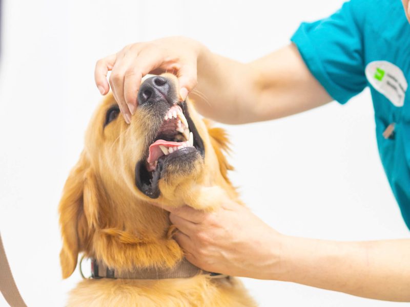 limpieza-dental-barri-llati higiene bucal mascotas en Barri Llatí Centre Veterinari de Santa Coloma de Gramenet