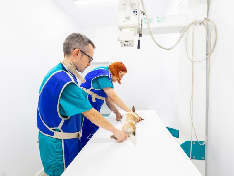 rediografía mascotas en Barri Llatí clínica veterinaria de Santa Coloma de Gramenet
