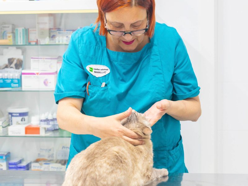 revision gato en Barri Llatí Centre Veterinari de Santa Coloma de Gramenet